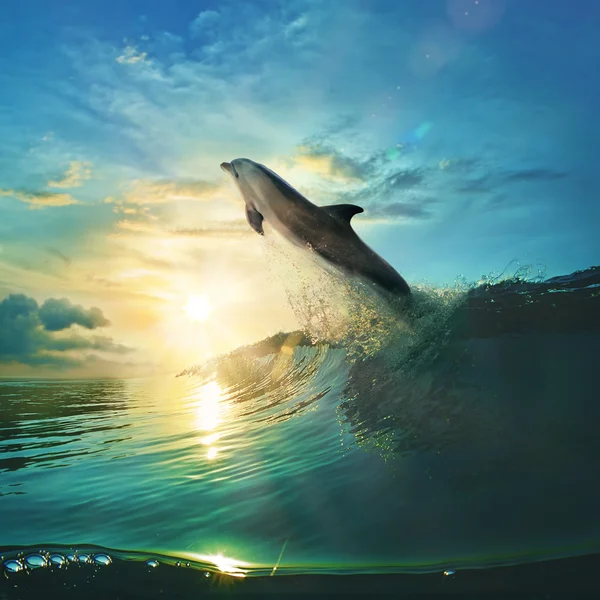 Beautiful breaking surfing ocean wave Royalty Free Stock Images