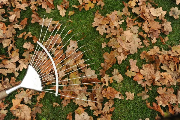 Autumn leaves and rake — Stock Photo, Image