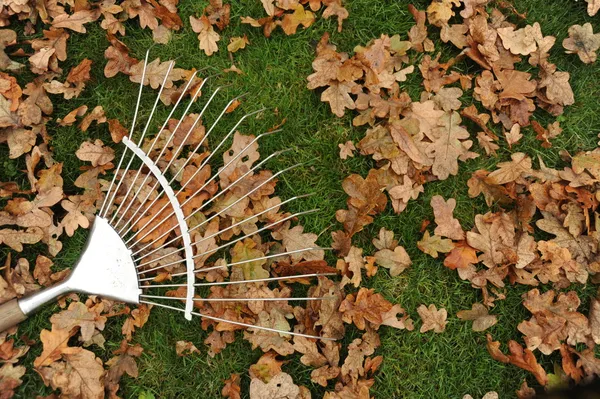 Őszi levelek és a rake Stock Kép