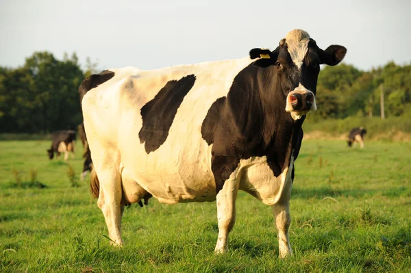 Freisian tehén Stock Kép