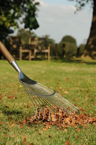 Autumn leaves and rake — Stock Photo, Image