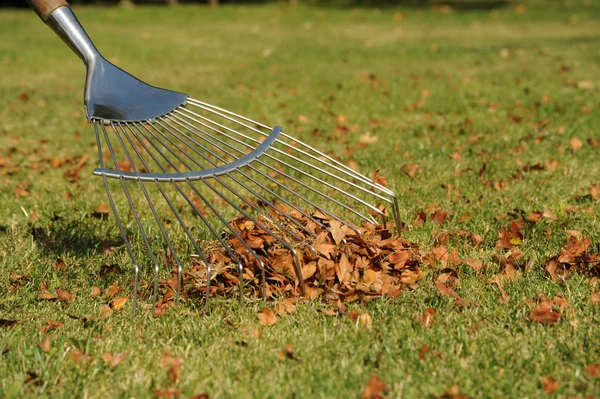 Autumn leaves and rake — Stock Photo, Image