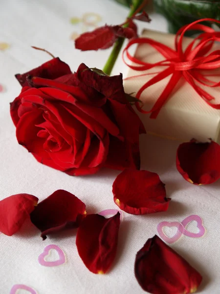 Ρομαντικά κόκκινο τριαντάφυλλο Εικόνα Αρχείου