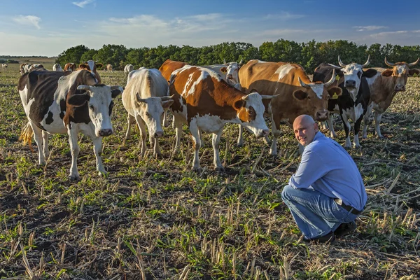 Фермер на поле рядом со своими коровами — стоковое фото