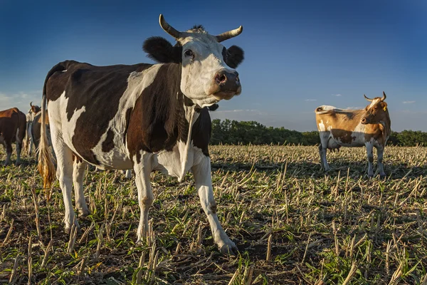 Kuh auf einem Feld. — Stockfoto