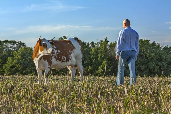 Bonde och ko i ett fält — Stockfoto