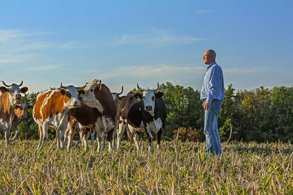 Фермер в поле с животными коровами — стоковое фото