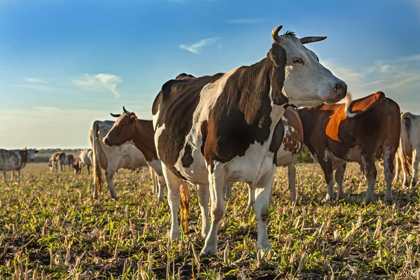 Rinderherde weidet auf Feld — Stockfoto