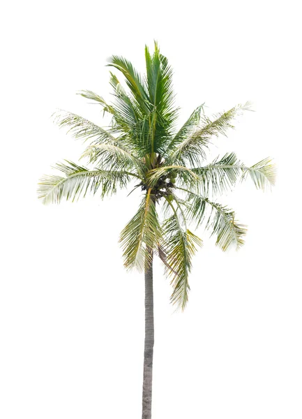 Palmera de coco aislada sobre fondo blanco — Foto de Stock