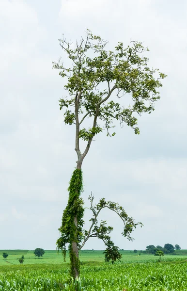 Old tree with new leaf standing alone in a field against cloudy sky — Stock Photo, Image