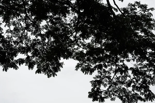 Leaves silhouette on the tree — Stock Photo, Image