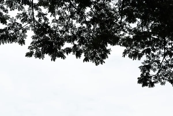 Blätter Silhouette auf dem Baum Stockfoto