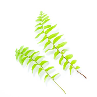 Beyaz arka plan üzerinde izole sarı ve yeşil yosun