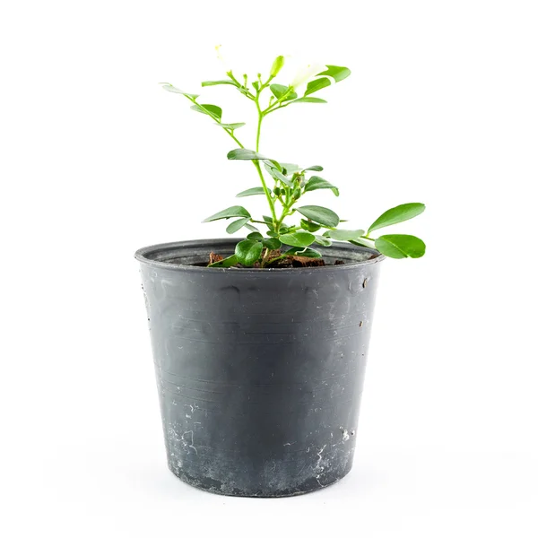 Pianta domestica in vaso isolata su fondo bianco — Foto Stock