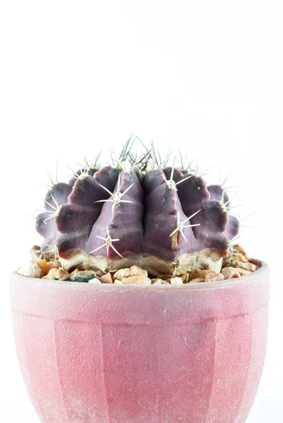 Kaktus v hrnci izolované na bílém pozadí — Stock fotografie