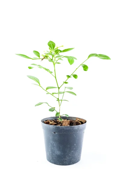 Home plant in pot isolated on white background Royalty Free Stock Images