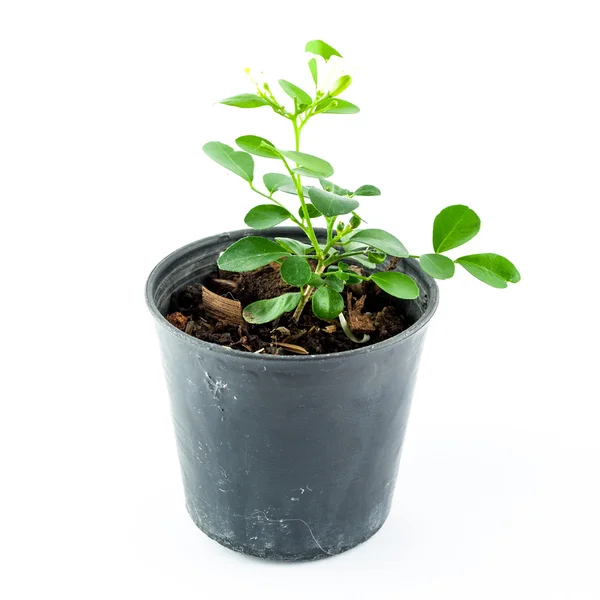 Home plant in pot isolated on white background Royalty Free Stock Photos