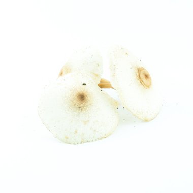 izole - kil yabani mantar ile zehirli mantarlar