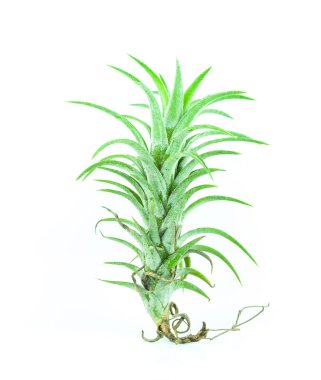 tillandsia izole - beyaz arka plan üzerinde bromelia
