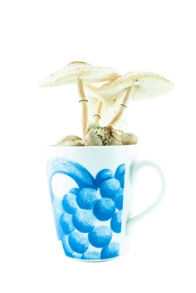Zehirli mantarlar cup pot - yabani mantar izole — Stok fotoğraf