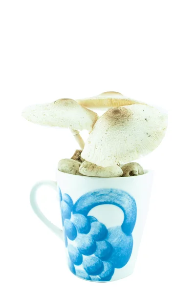 Jed houby izolované v hrnci pohár - hříbky — Stock fotografie