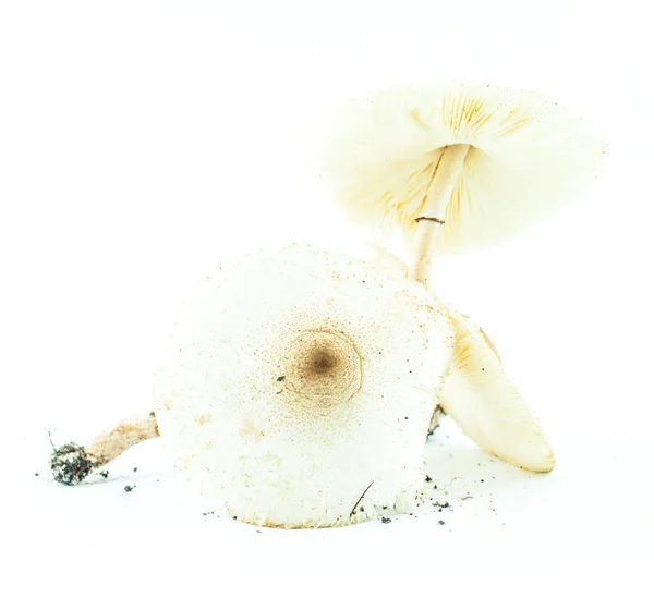 用粘土孤立-野蘑菇毒蘑菇 — 图库照片