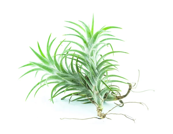 Tillandsia izolované - Bromélie na bílém pozadí — Stock fotografie