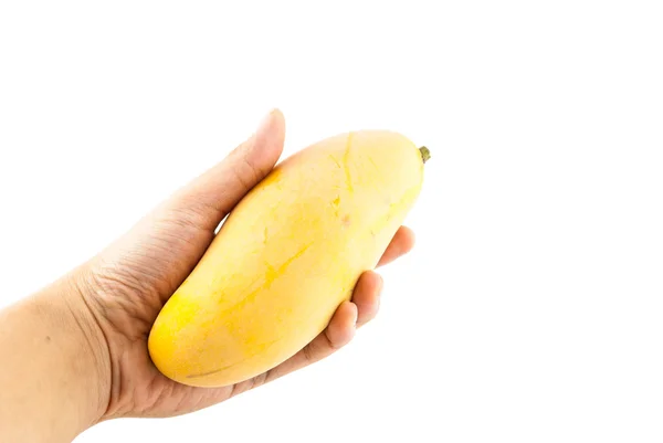 Hand hold yellow sweet mango - mango isolated on a white background - yellow mango — Stock Photo, Image