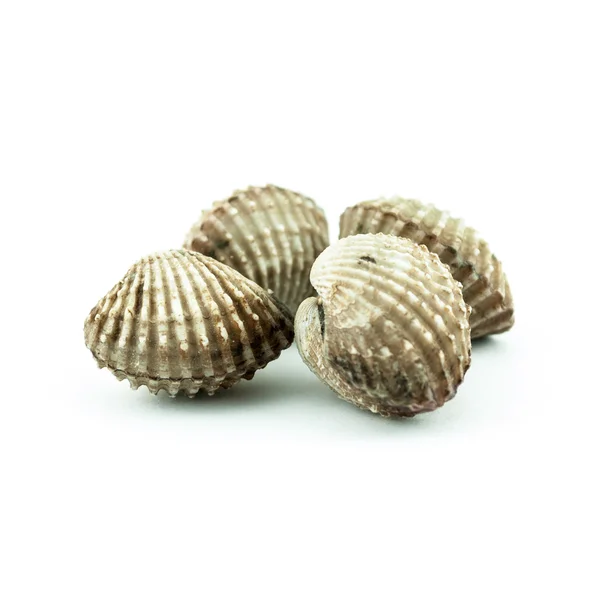 Cockles al vapore - Cockles isolati su sfondo bianco - Cockles crudi freschi — Foto Stock