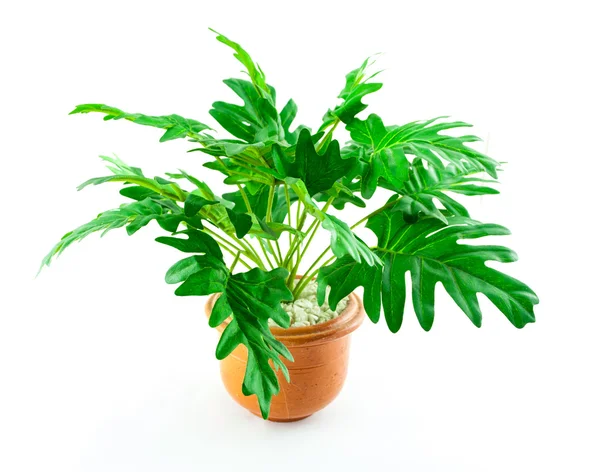 Small artificial tree in a pot isolated on white background — Stock Photo, Image