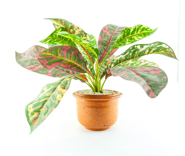 Small artificial tree in a pot isolated on white background Stock Photo