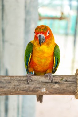 Tünekte oturan renkli papağan kuşu.