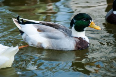 havuzda erkek yaban ördeği