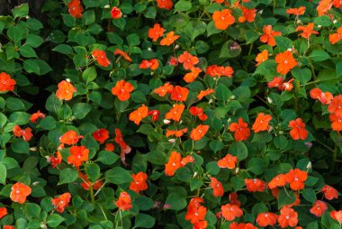 yeşil yaprakları geçmişi olan turuncu çiçekler