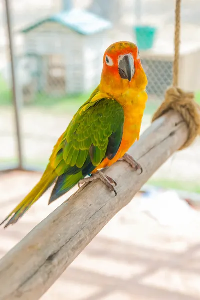 Colorido pájaro loro sentado en la percha — Foto de Stock