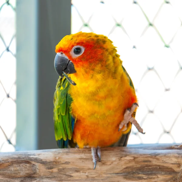 Färgglada papegoja fågel sitter på abborren — Stockfoto