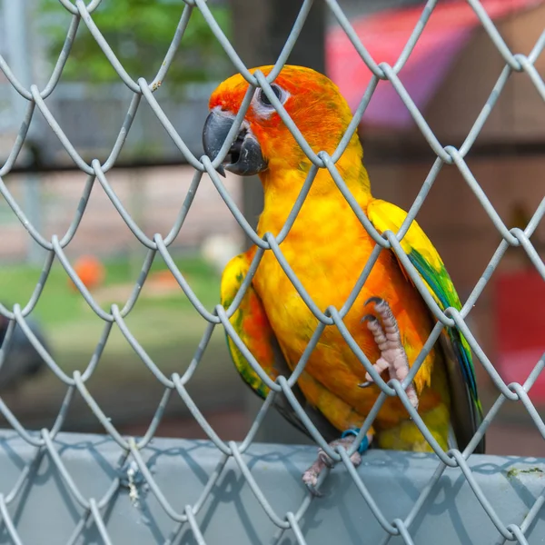 Perroquet dans une cage à oiseaux — Photo