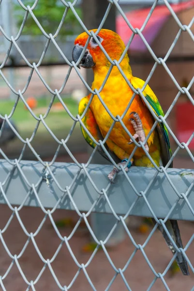 Perroquet dans une cage à oiseaux — Photo