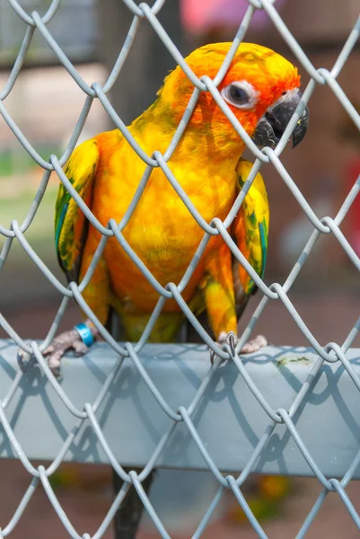 Perroquet dans une cage à oiseaux — Photo