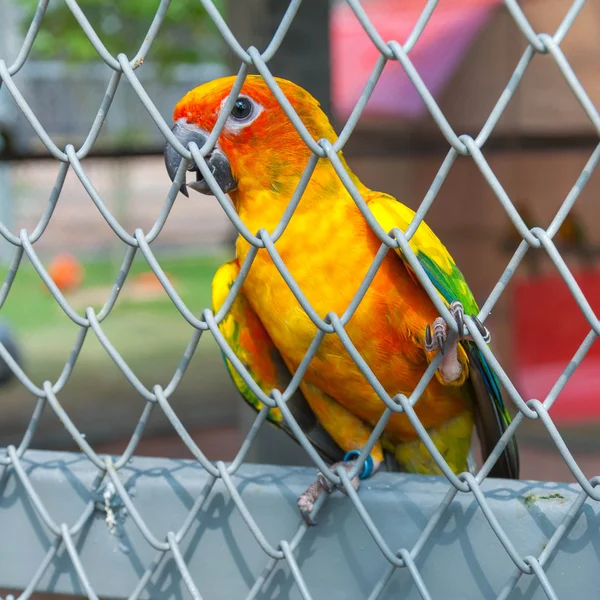 पक्षी पिंजरा मध्ये कातडी — स्टॉक फोटो, इमेज