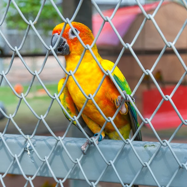 Papuga w klatka dla ptaków — Zdjęcie stockowe