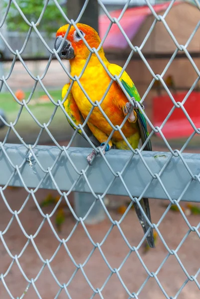 Perroquet dans une cage à oiseaux — Photo