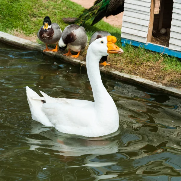 Kuğu su yüzeyinde yüzen.