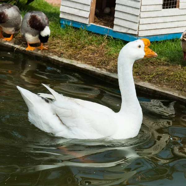 Swan flotte à la surface de l'eau . — Photo