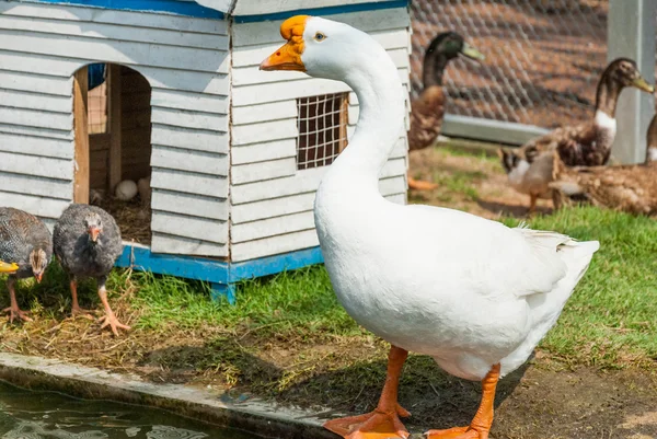 Cisne blanco adulto está de pie en el zoológico —  Fotos de Stock