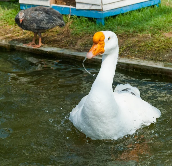 Swan flyter på vattenytan. — Stockfoto