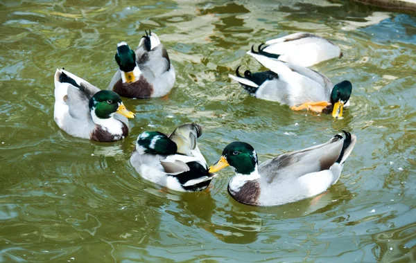 Grupa dzikich krzyżówka kaczki, pływać w basenie — Zdjęcie stockowe