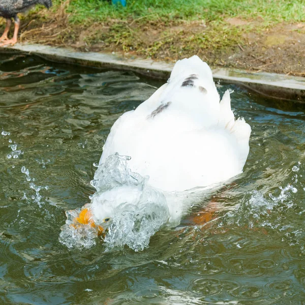 Cisne brincando na piscina — Fotografia de Stock