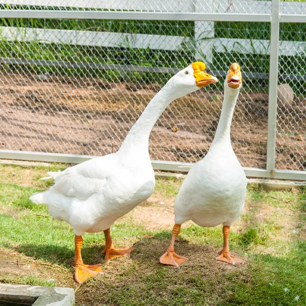 Dorosły biały łabędź stoi w zoo — Zdjęcie stockowe