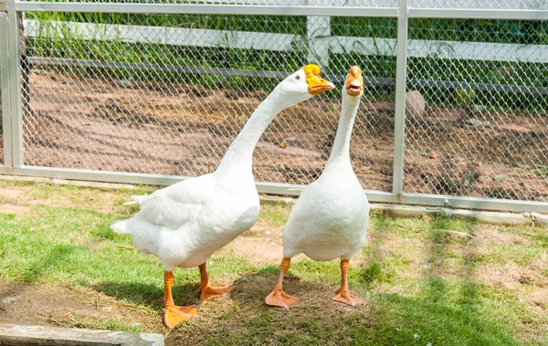 Dorosły biały łabędź stoi w zoo — Zdjęcie stockowe